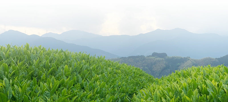 Kuradashi: Fine Aged Japanese Green Teas
