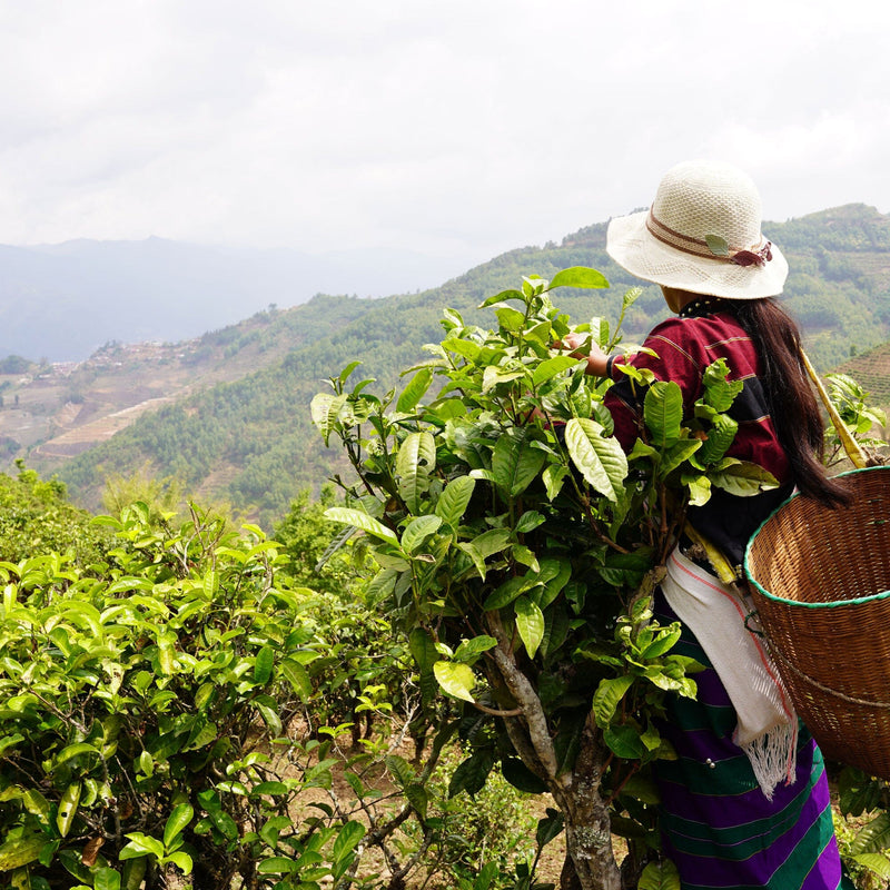 A woman carrying a basket full of Old Trees Lincang Sheng Pu’er Cake tea leaves from Rishi Tea & Botanicals.