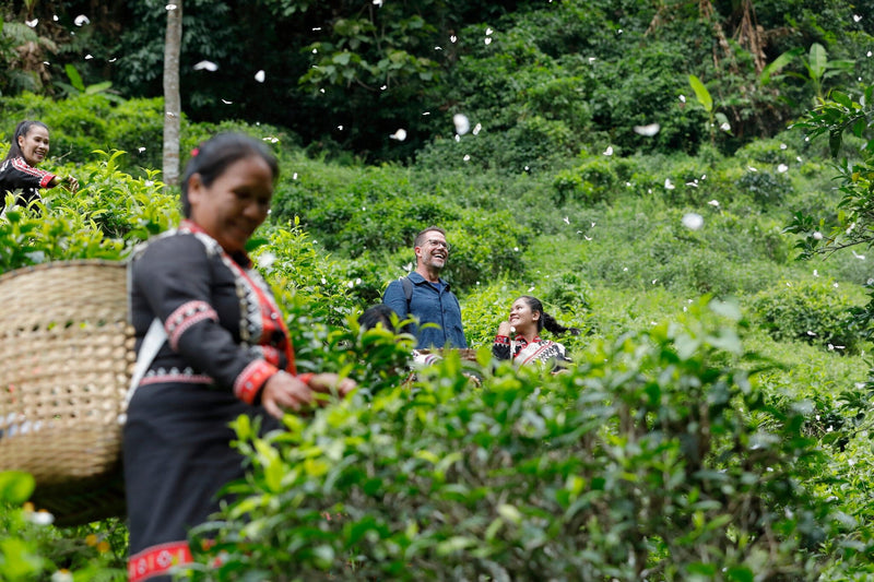 Joshua Kaiser, founder of Rishi Tea, exploring a verdant tea garden in pursuit of the finest leaves.