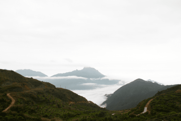 dancong phoenix mountain fog