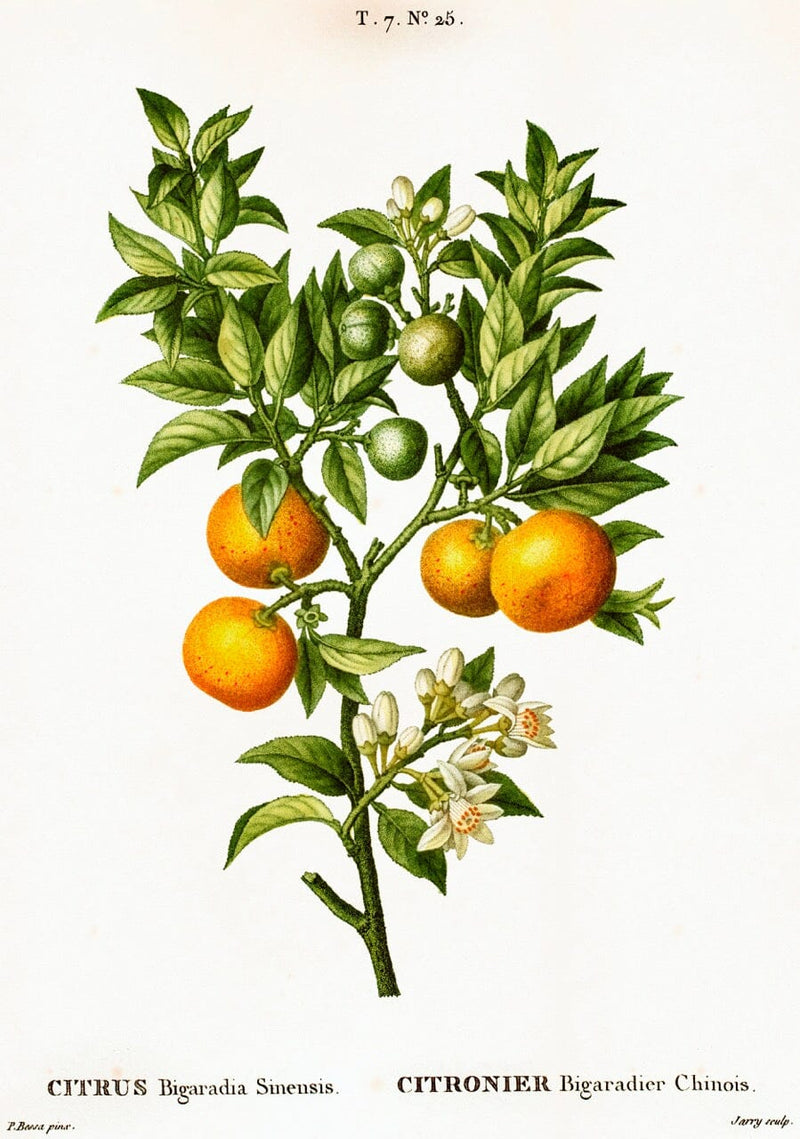 Bitter Orange Blossoms