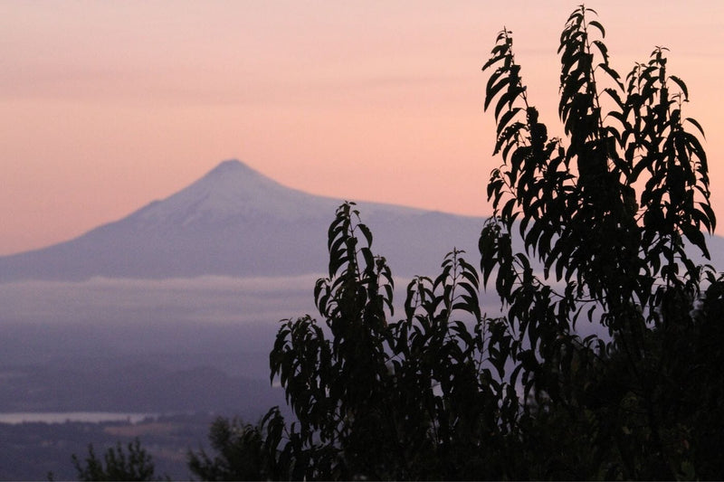 Chilean-Patagonia-Maqui-and-Merta-Harvest