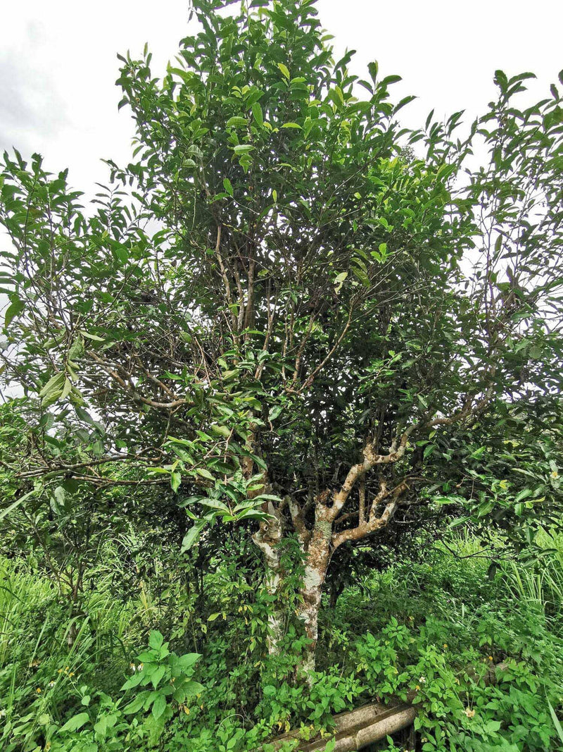 The Story of Ancient Tea in Thailand and the Old Tea Trees Found in Doi Wawee