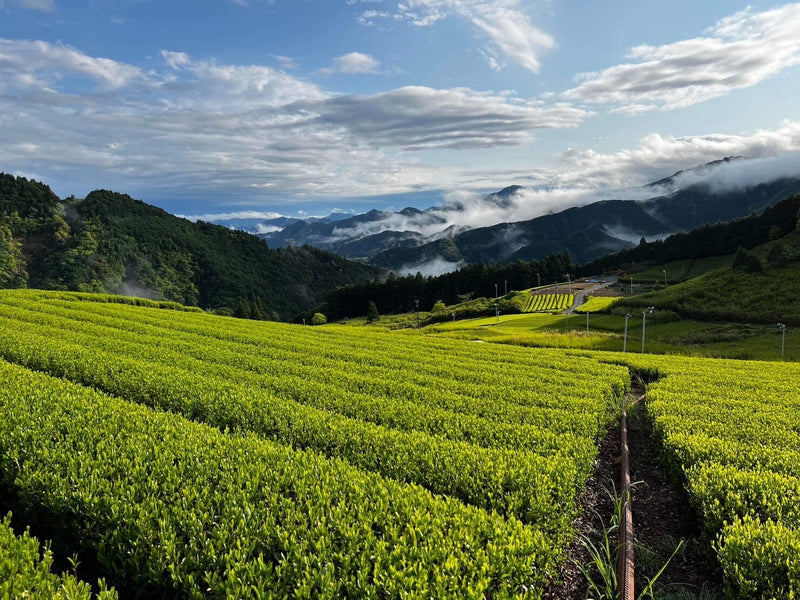 Hon Yama: Shincha from Japan’s ‘Shizuoka Alps’