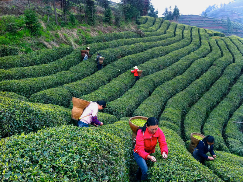 Hubei Xuan En Green Tea Co-op