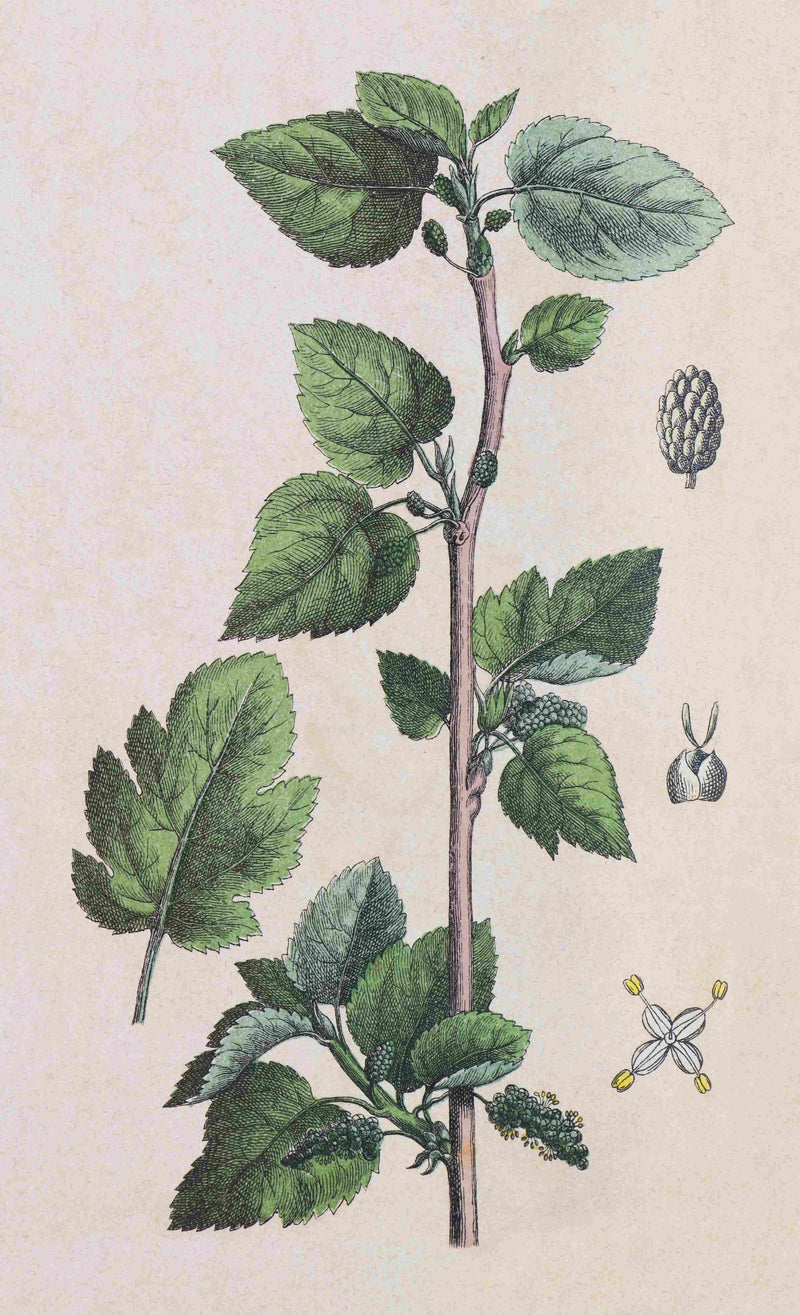Mulberry Leaf