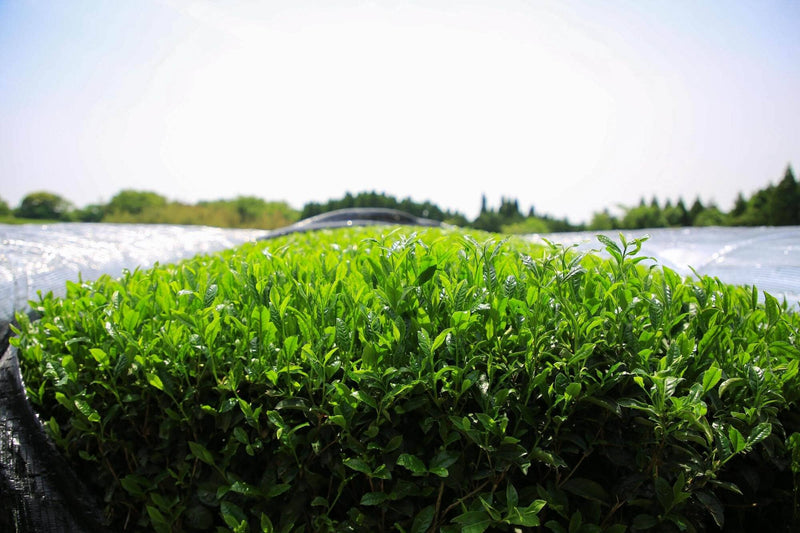 Kagoshima First Flush Sencha