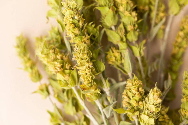 Greek Mountain Tea | Rishi Tea