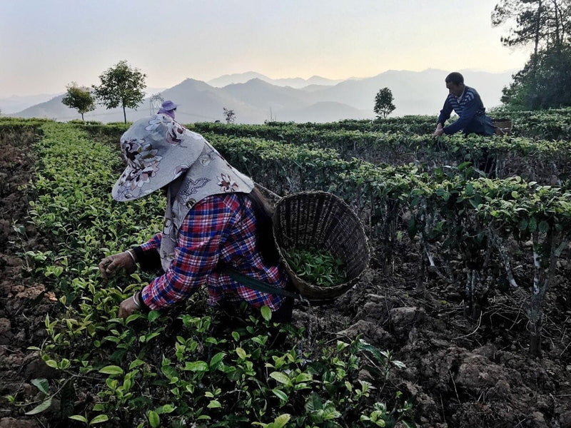 Tea-Grafting