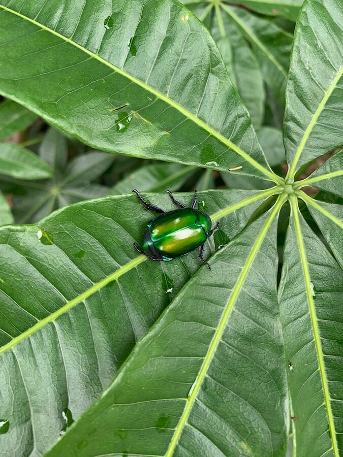 beetle taiwan
