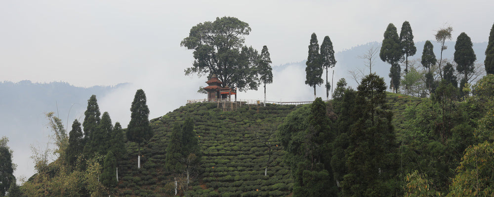 Majestic Himalaya Teas Pt.1: the Magic of Darjeeling