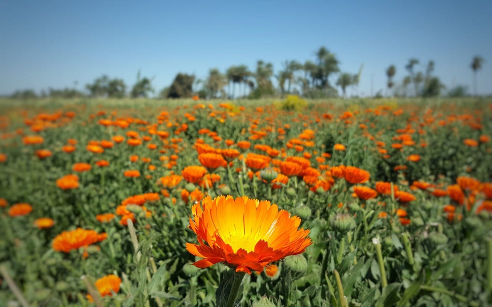 El Faiyum, Egypt