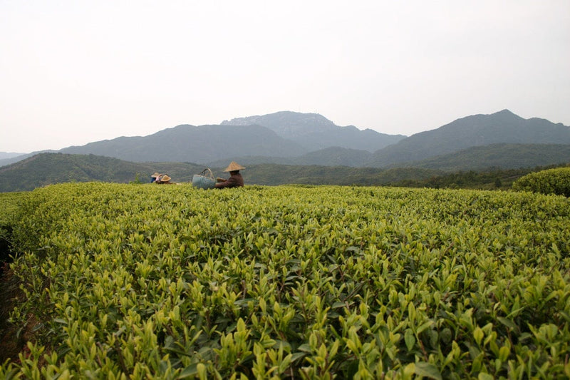 Fujian Mingqian White Tea Harvest
