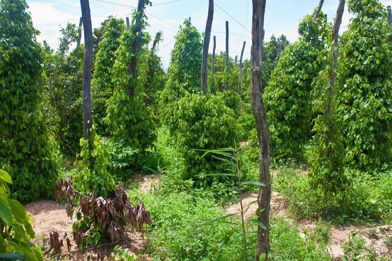 Kampot, Cambodia