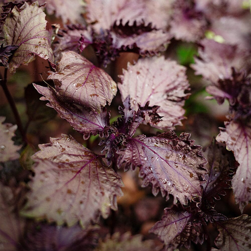 Red Shiso