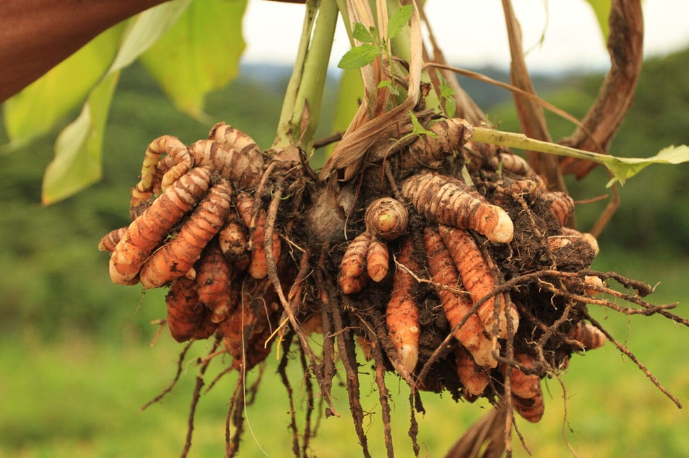 Red Turmeric