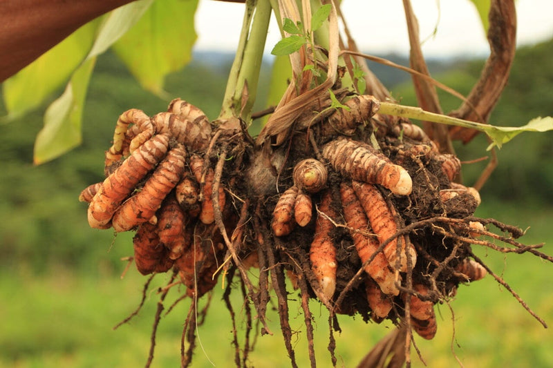 Red Turmeric