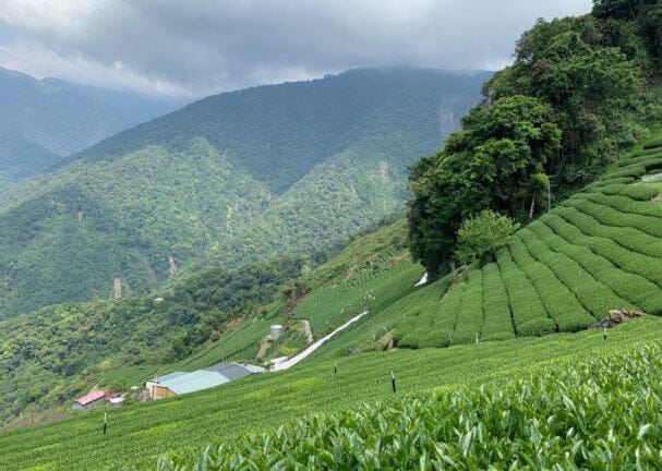 A Focused Look: Cultivars & Terroir in Taiwan