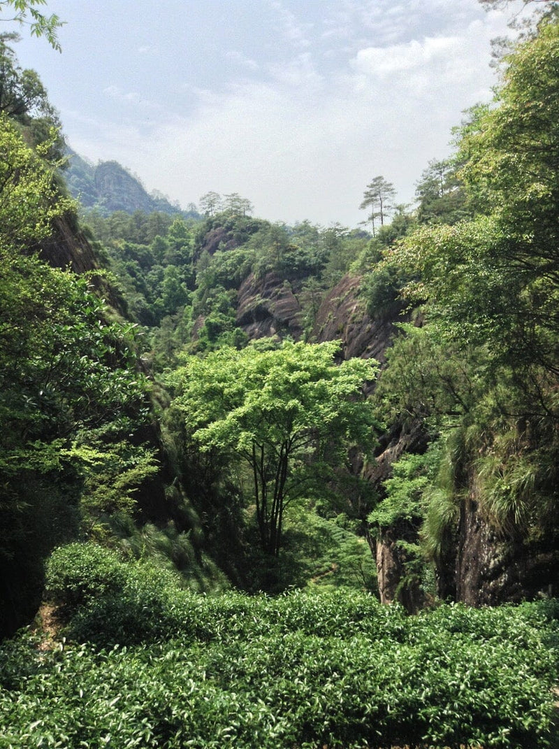 Wuyi Shan, Fujian, China