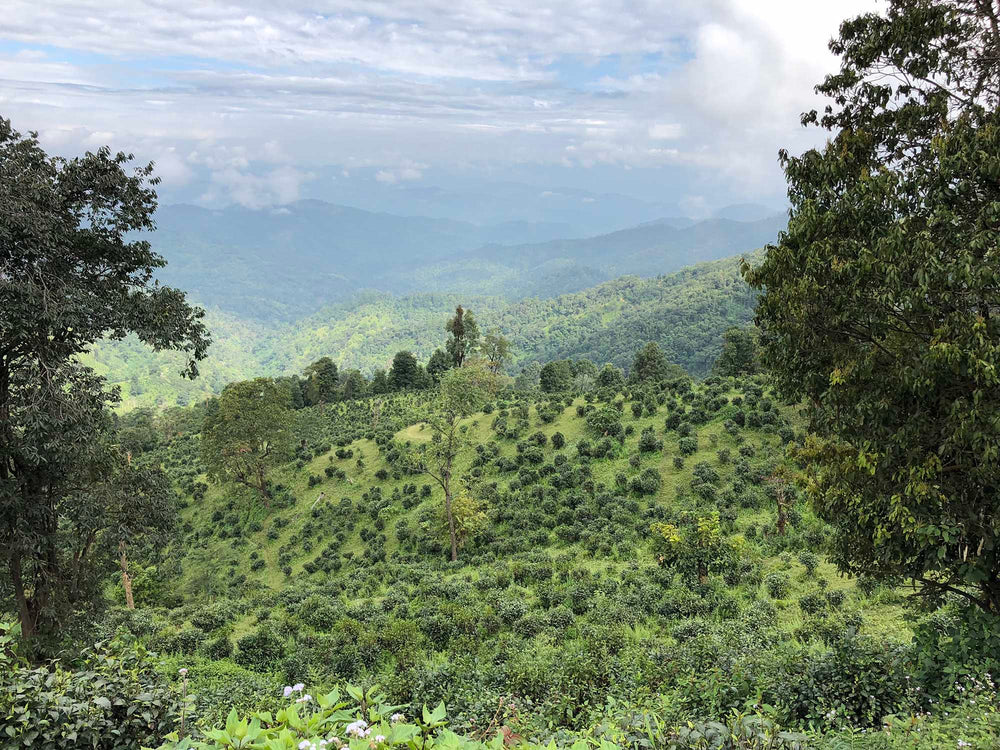 Shan State, Myanmar | Rishi Tea