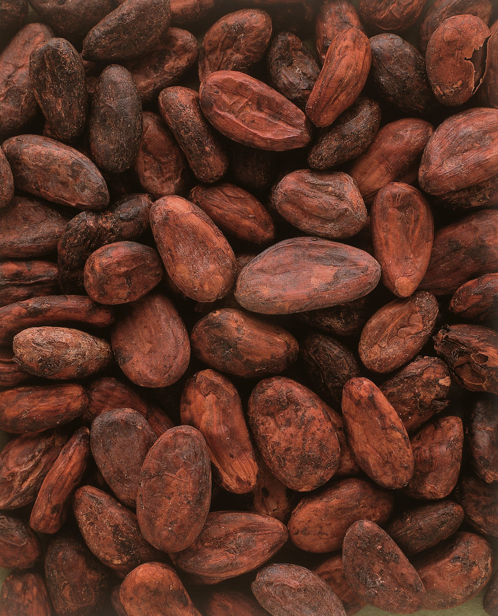 Houjicha Cacao