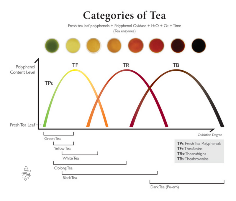 What Is Dark Tea? | Rishi Tea