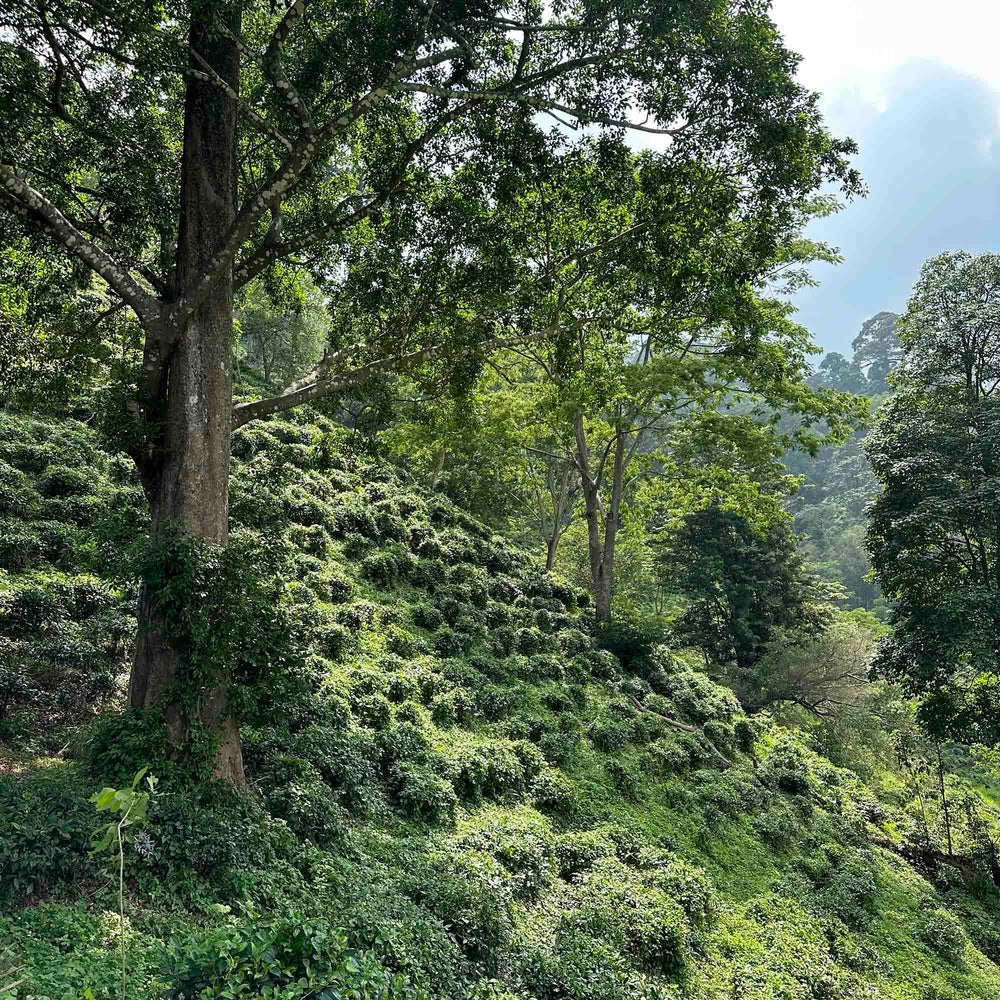 A hillside with trees and bushes in the background, showcasing Rishi Tea & Botanicals' Earl Grey.