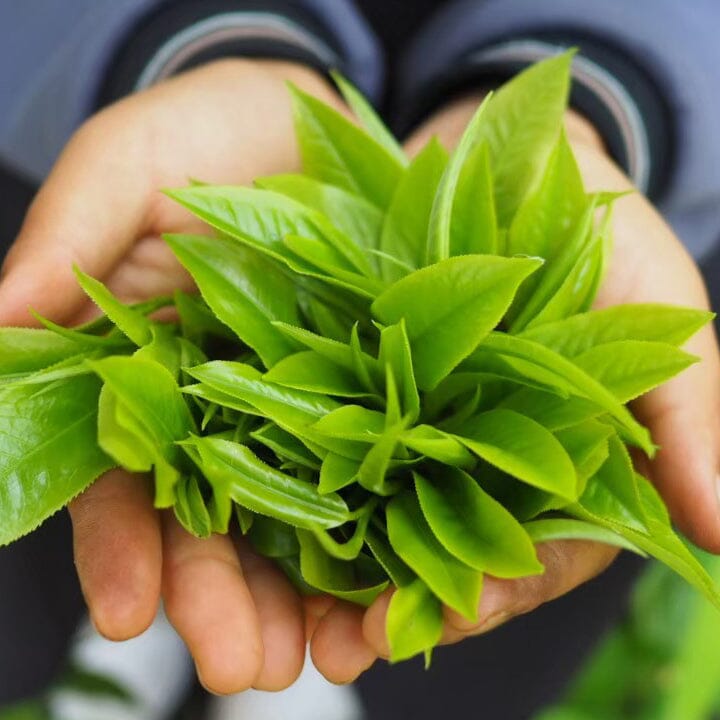 Black & Red Tea | Rishi Tea