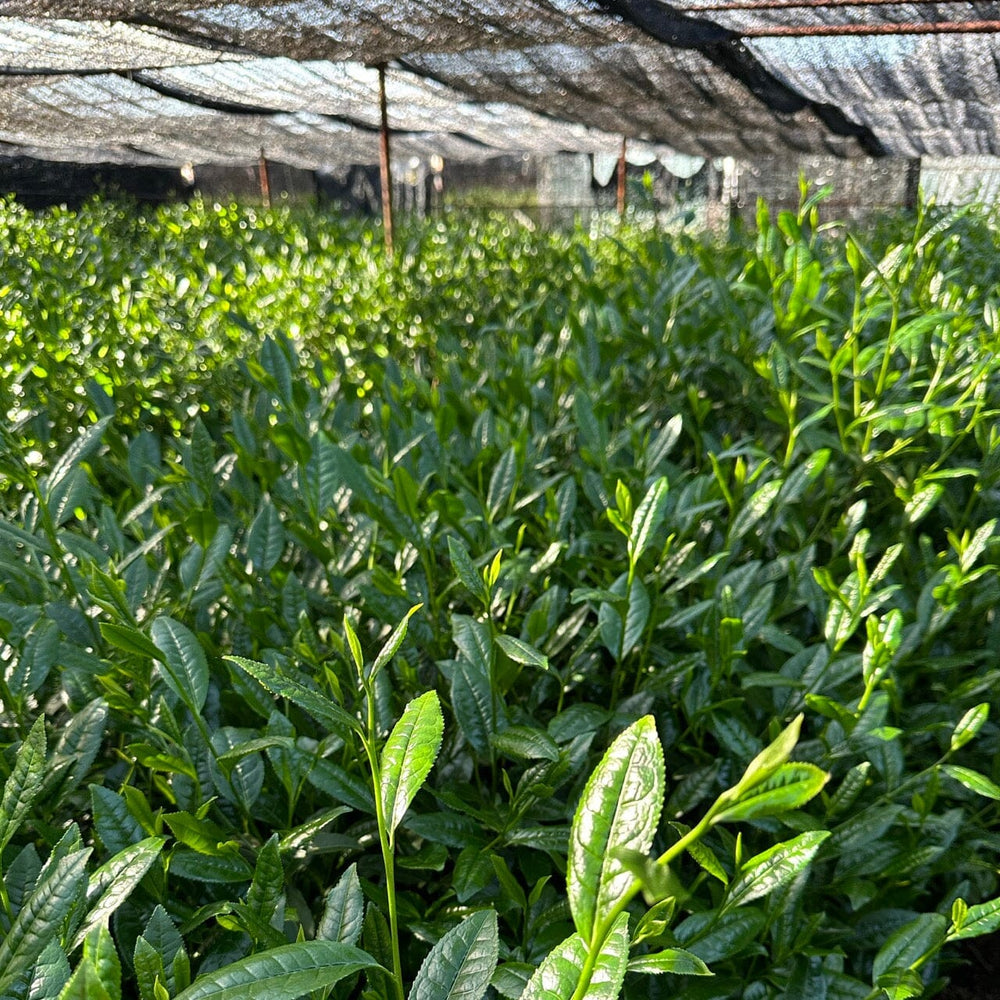 Hand-Picked Gyokuro Samidori