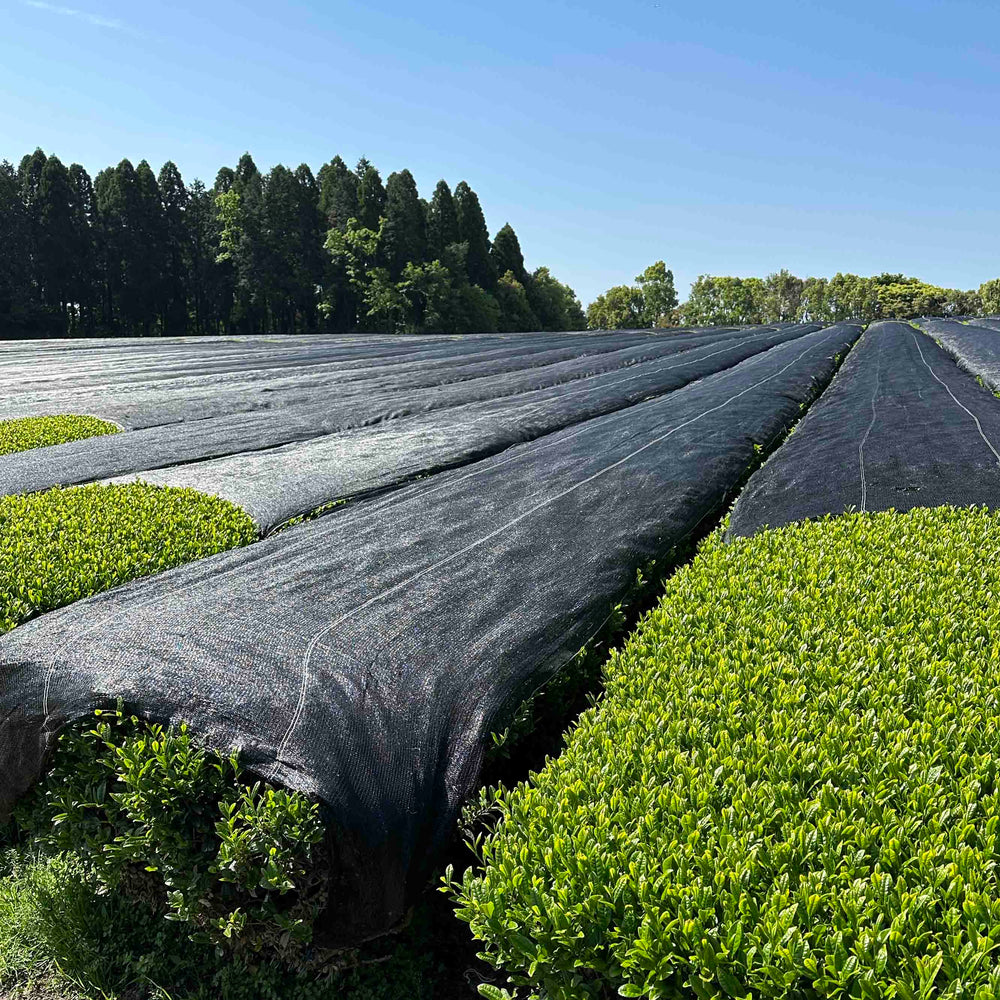 Nishi San's Matcha Asatsuyu