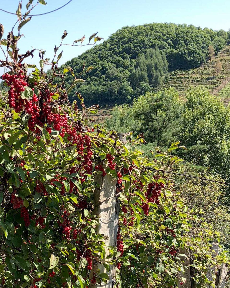 Pu'er Tuo Cha Schisandra Clove