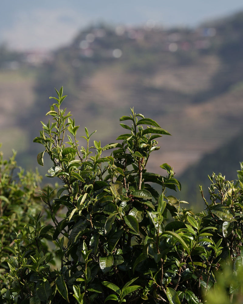 Pu'er Tuo Cha Cinnamon Ginger hover image