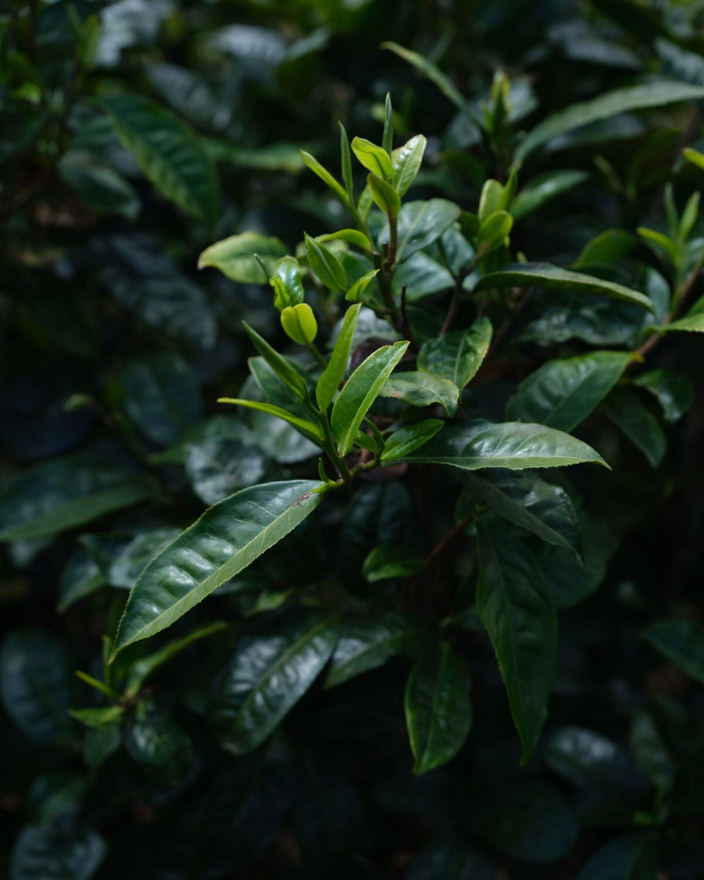 Pu’er Tuo Cha Tangerine Peel