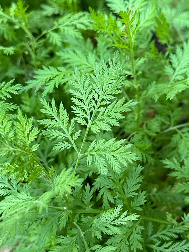 Artemisia annua - La Maison de l'Artemisia - This plant can save millions  of lives
