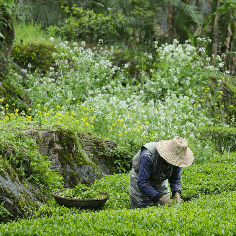 Tea Cultivation Is An Example Of Dash Agriculture