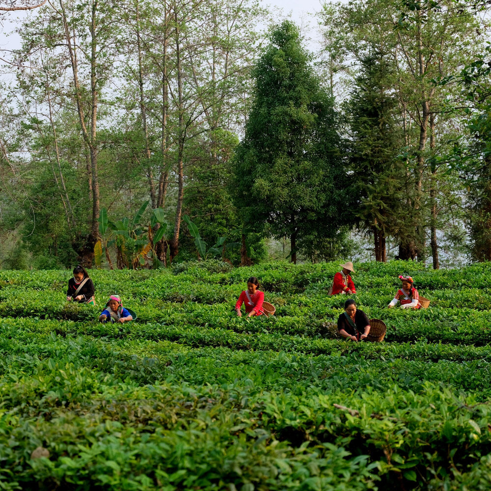 Yunnan Dian Hong Golden Buds