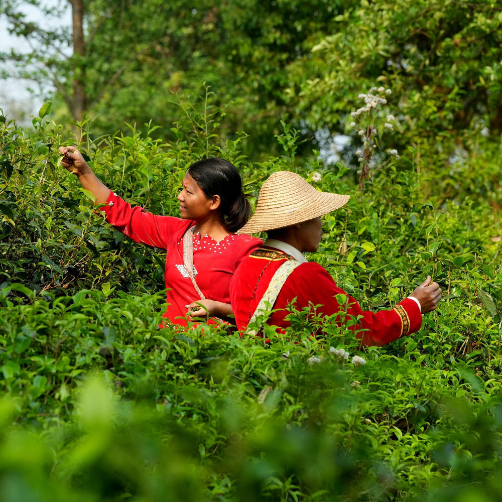 Yunnan Dian Hong Golden Buds