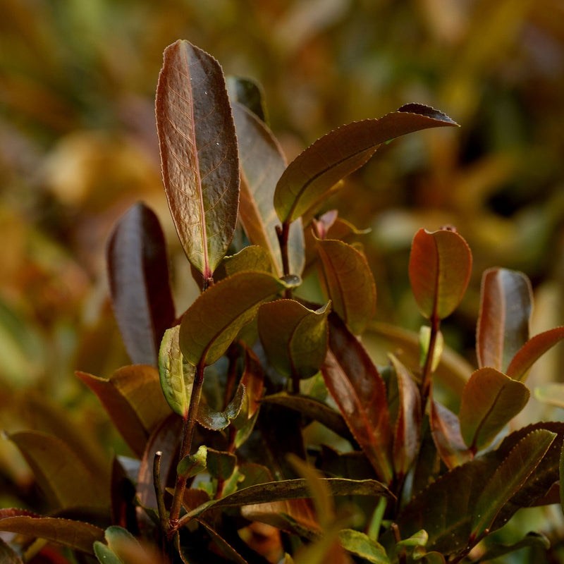 Yunnan Purple Buds hover image