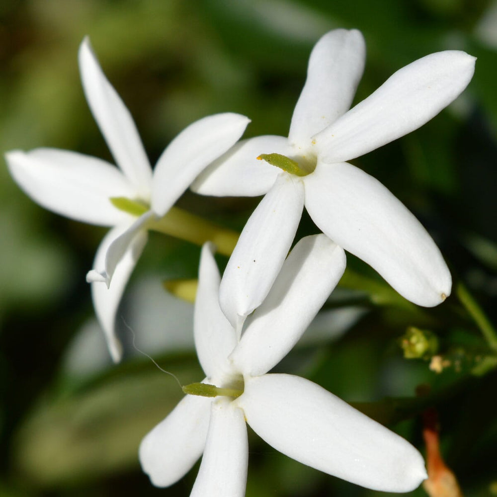 Jasmine Flower, Whole - 8oz