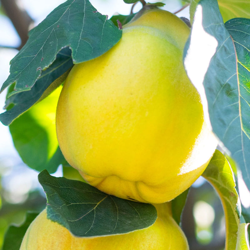 Quince Ginger hover image