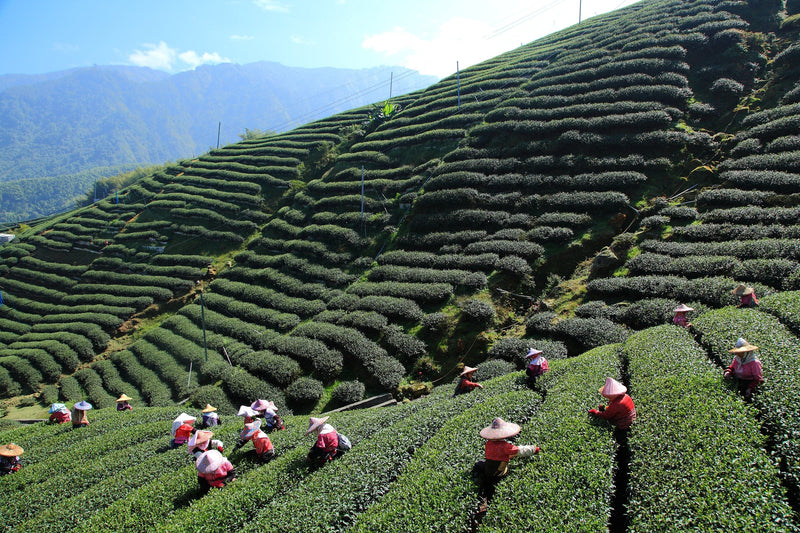 A group of people working in a Shan Lin Xi Gao Shan Cha North Face tea plantation belonging to Rishi Tea & Botanicals.