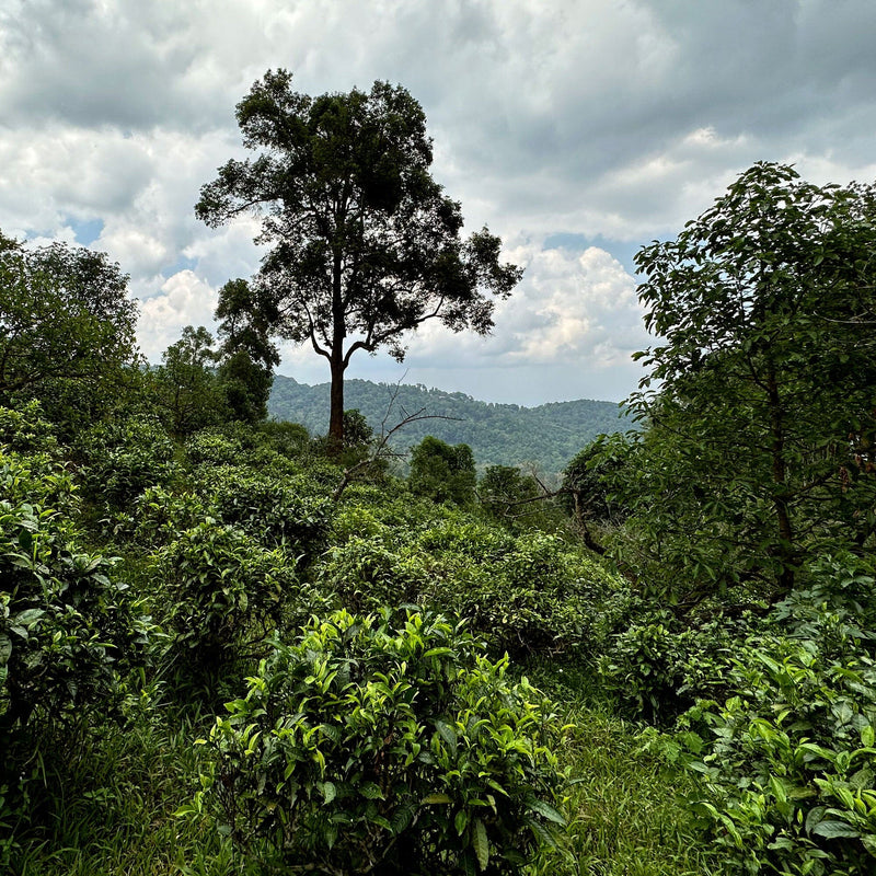 Chiang Mai Red Tea hover image