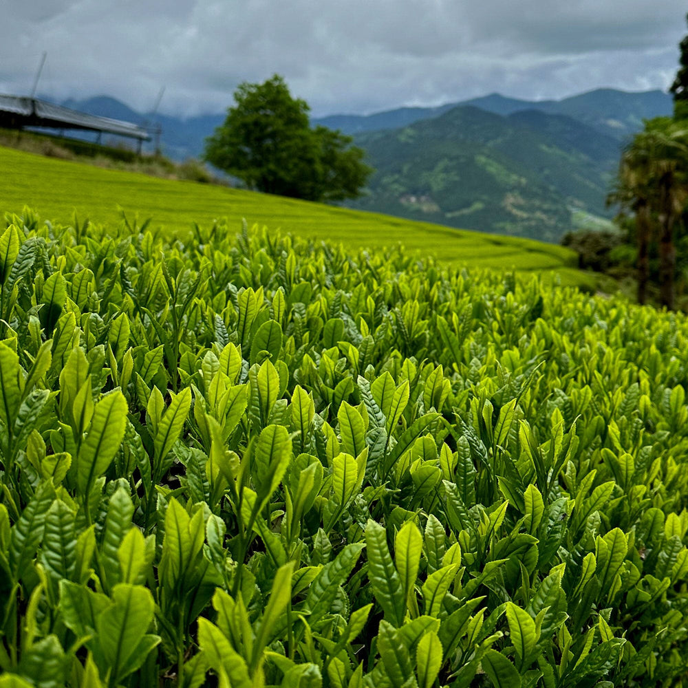 Rikio-San’s Hon Yama Gyokuro