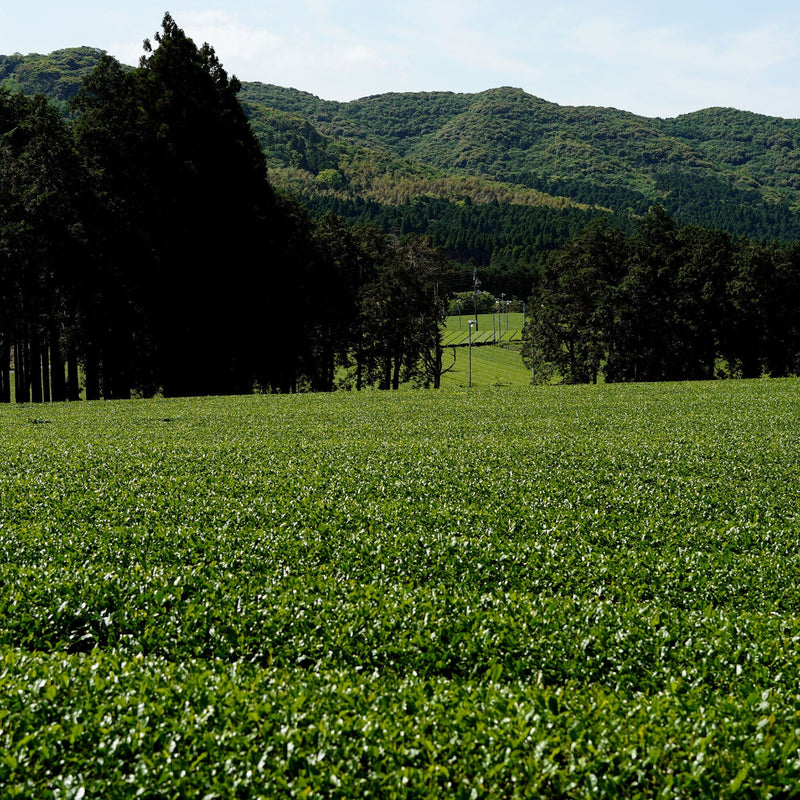 Shincha Yutaka Midori hover image