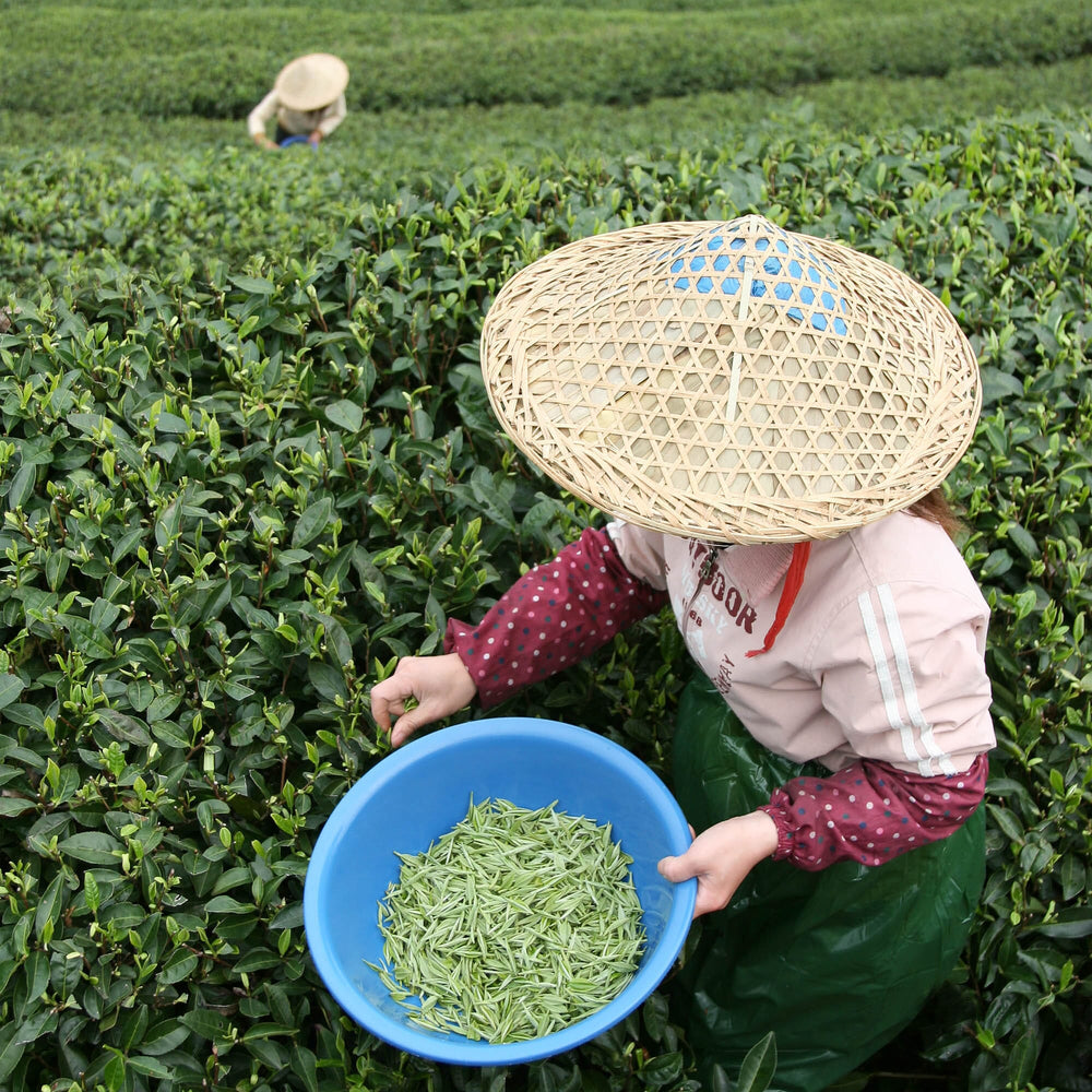 A woman in a straw hat picking tea leaves from a Rishi Tea & Botanicals White Peony King Tea Cake plantation.