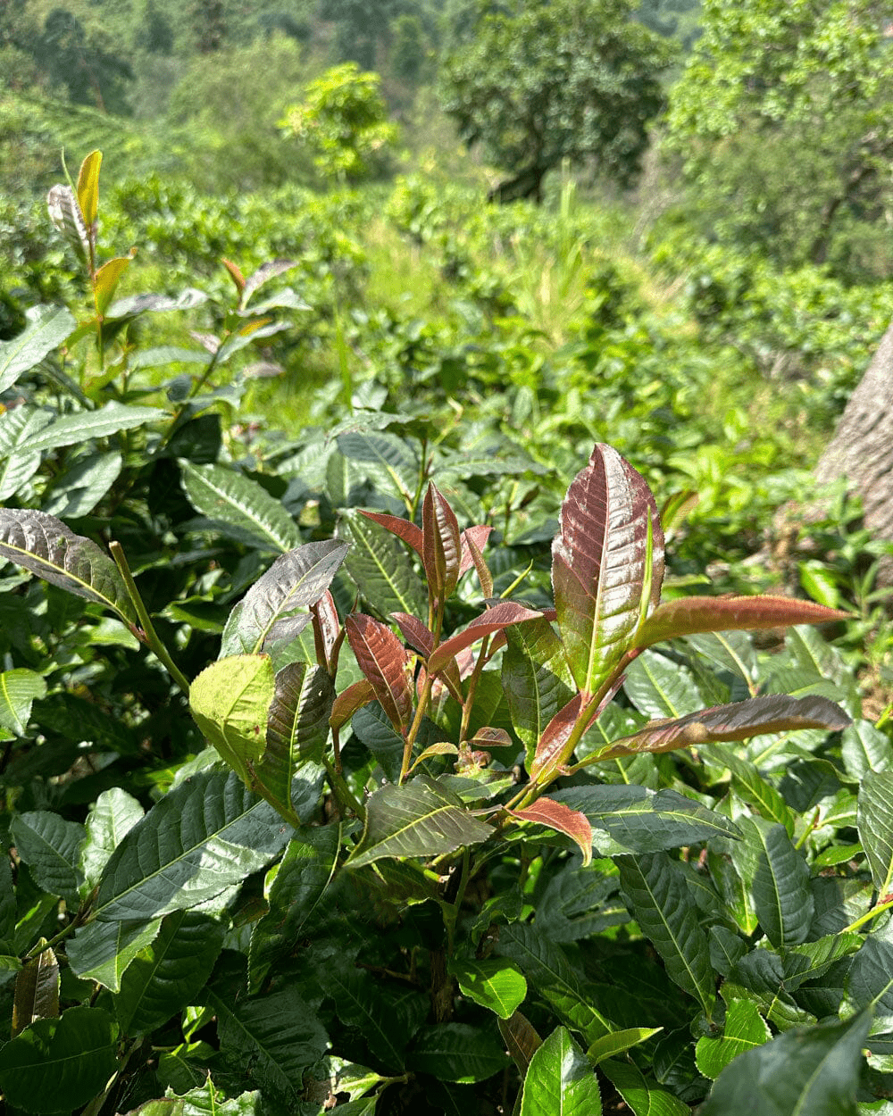 Wild Thai White