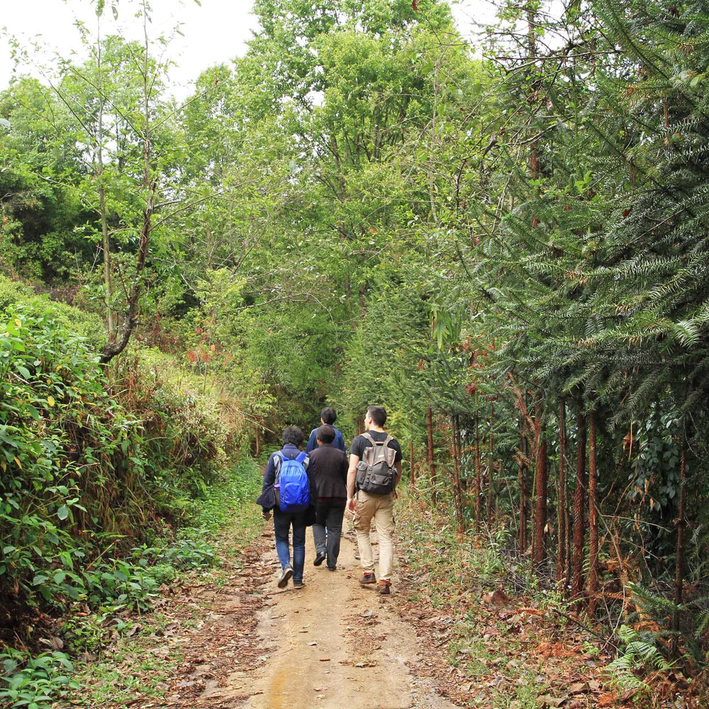 A group of people walking down a dirt road, sipping Yunnan Lily Black tea from Rishi Tea & Botanicals.