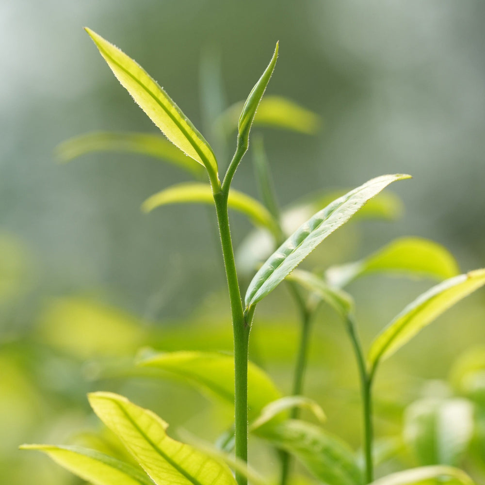 Osmanthus Black Tea