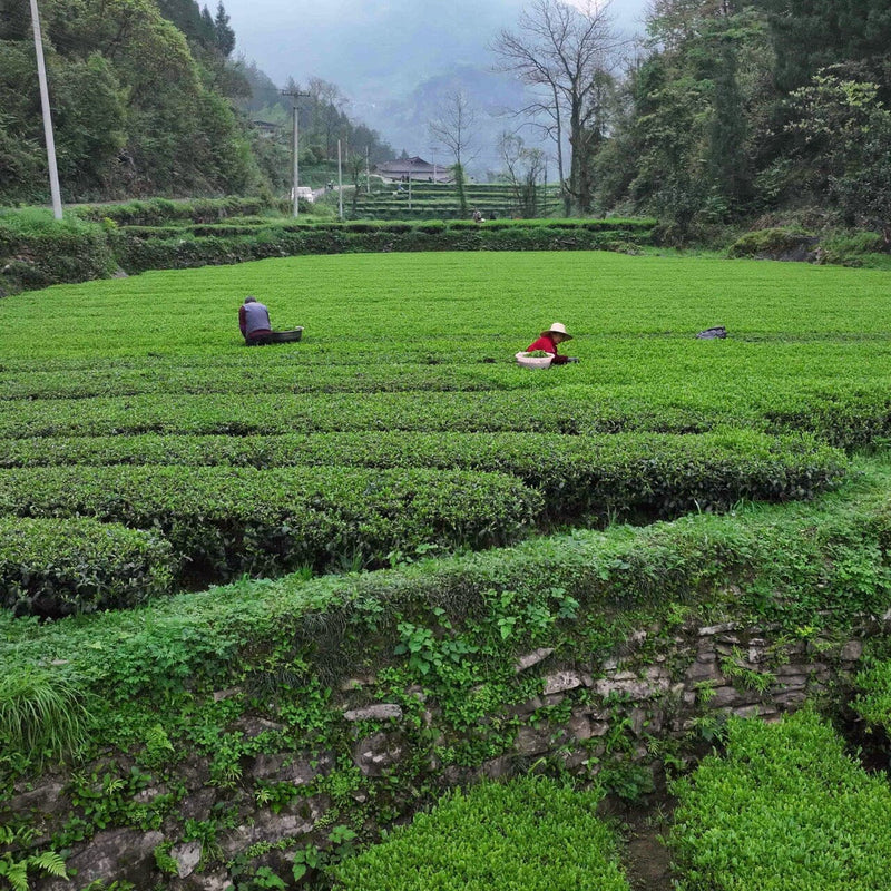 Green Needles Qun Ti Zhong hover image