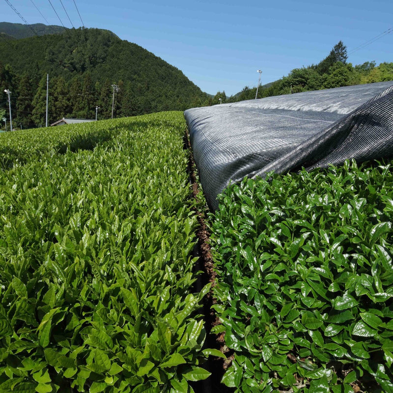 Rows of green tea plants grow in a field with a black shade cloth partially covering one section, situated against a backdrop of rolling hills and clear sky in the Kawane region of Shizuoka, known for its Kawane Shincha by Rishi Tea & Botanicals.